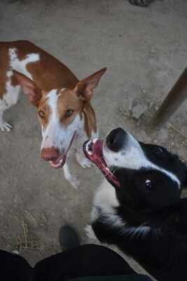 Marcela, Podenco-Mischling - Hündin