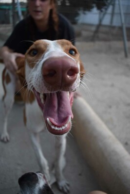 Marcela, Podenco-Mischling - Hündin