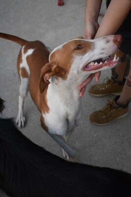 Marcela, Podenco-Mischling - Hündin