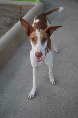 Marcela, Podenco-Mischling - Hündin
