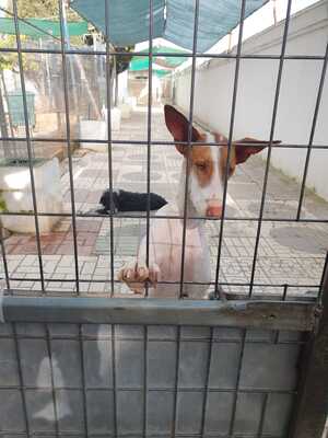 Marcela, Podenco-Mischling - Hündin