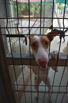 Marcela, Podenco-Mischling - Hündin