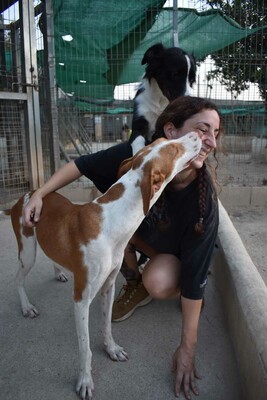 Marcela, Podenco-Mischling - Hündin