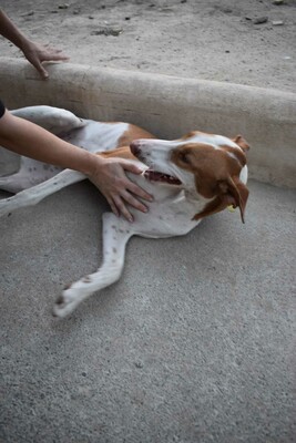 Marcela, Podenco-Mischling - Hündin