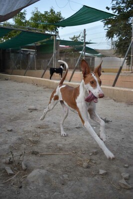 Marcela, Podenco-Mischling - Hündin