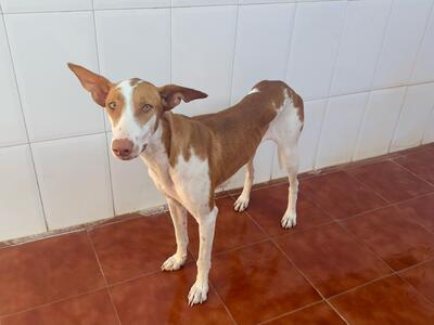 Marcela, Podenco-Mischling - Hündin