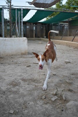 Marcela, Podenco-Mischling - Hündin
