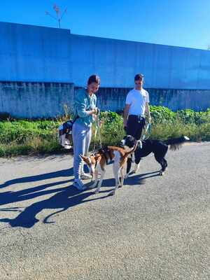 Marcela, Podenco-Mischling - Hündin