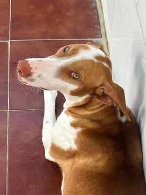 Marcela, Podenco-Mischling - Hündin