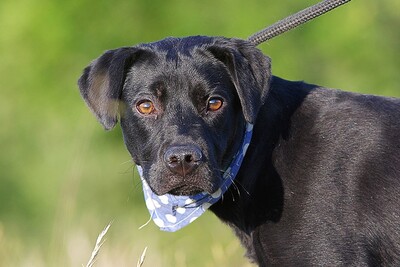 Marcell, Labrador-Mischlingsrüde - Rüde