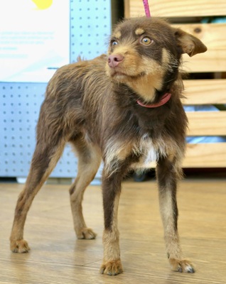 Marcello, Mix - Rüde