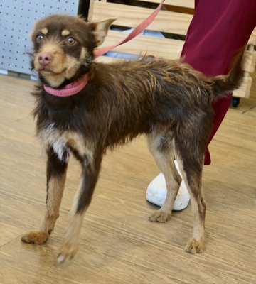 Marcello, Mix - Rüde