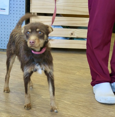 Marcello, Mix - Rüde