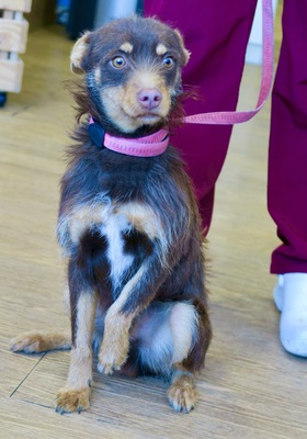 Marcello, Mix - Rüde