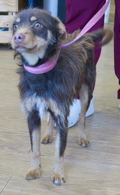 Marcello, Mix - Rüde