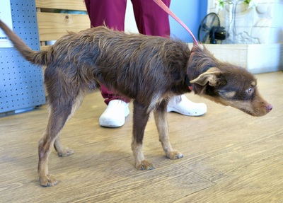 Marcello, Mix - Rüde