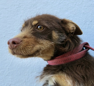 Marcello, Mix - Rüde