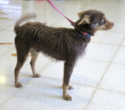 Marcello, Mix - Rüde