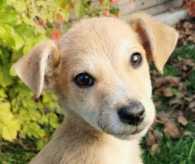 Marci, Welpen - Rüde