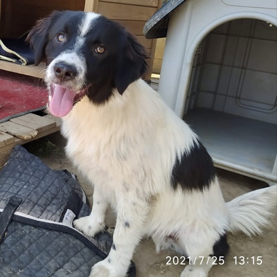 Marco / PS mit Option / Reserviert, Setter-/Schäferhund-Mischling Welpen - Rüde