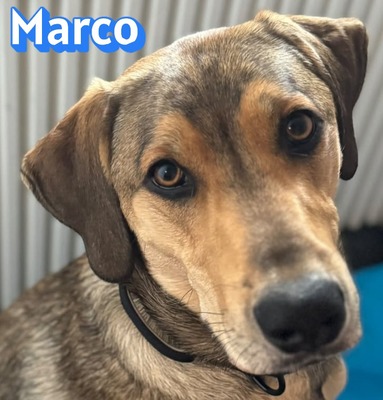 Marco
