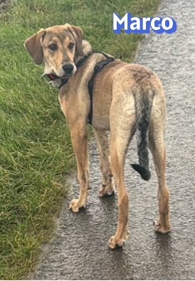 Marco, griechischer Schäferhund - Rüde