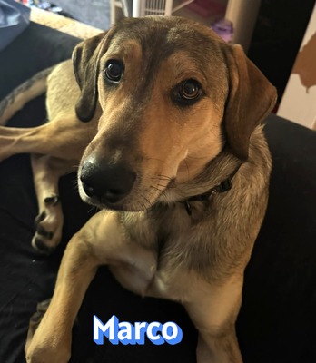 Marco, griechischer Schäferhund - Rüde