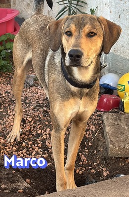 Marco, griechischer Schäferhund - Rüde