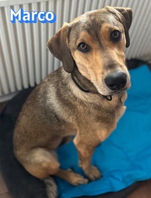 Marco, griechischer Schäferhund - Rüde