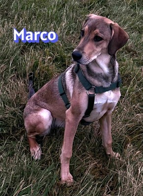 Marco, griechischer Schäferhund - Rüde