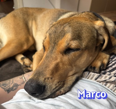Marco, griechischer Schäferhund - Rüde