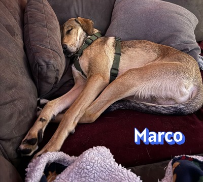 Marco, griechischer Schäferhund - Rüde