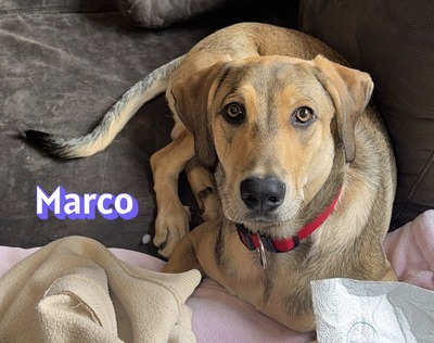 Marco, griechischer Schäferhund - Rüde