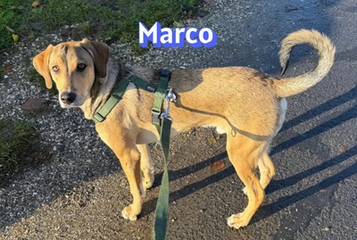 Marco, griechischer Schäferhund - Rüde
