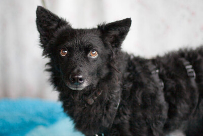 Marena, Mischling - Hündin