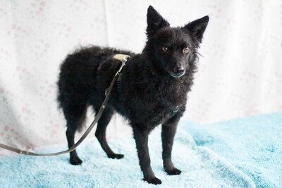 Marena, Mischling - Hündin