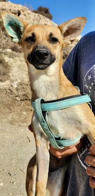 Margarita, Mix - Hündin