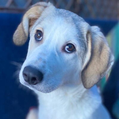 Margarita - kleines Wunder auf 4 Pfoten 🥰, Mischling - Hündin