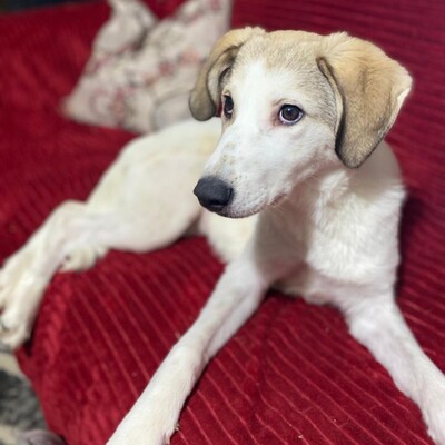 Margarita - kleines Wunder auf 4 Pfoten 🥰, Mischling - Hündin