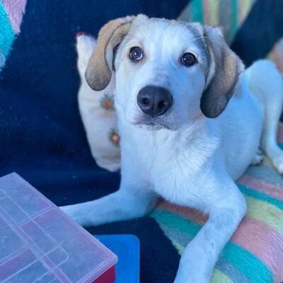 Margarita - kleines Wunder auf 4 Pfoten 🥰, Mischling - Hündin