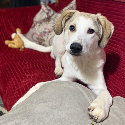 Margarita - kleines Wunder auf 4 Pfoten 🥰, Mischling - Hündin