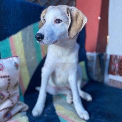 Margarita - kleines Wunder auf 4 Pfoten 🥰, Mischling - Hündin