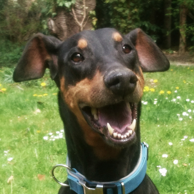 Margeaux, Dobermann - Hündin