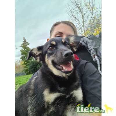 Margherita, Schäferhund Mix - Hündin