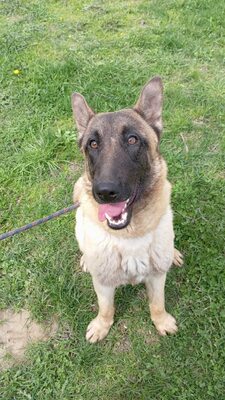 Margit sucht keinen Couchplatz sondern eine Aufgabe mit Herz und Verstand, Belgischer Schäferhund Mischling - Hündin