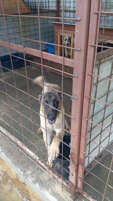 Margit sucht keinen Couchplatz sondern eine Aufgabe mit Herz und Verstand, Belgischer Schäferhund Mischling - Hündin