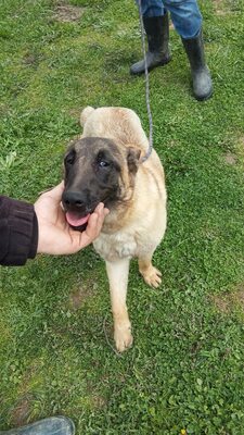 Margit sucht keinen Couchplatz sondern eine Aufgabe mit Herz und Verstand, Belgischer Schäferhund Mischling - Hündin