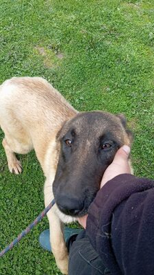 Margit sucht keinen Couchplatz sondern eine Aufgabe mit Herz und Verstand, Belgischer Schäferhund Mischling - Hündin