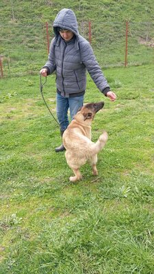 Margit sucht keinen Couchplatz sondern eine Aufgabe mit Herz und Verstand, Belgischer Schäferhund Mischling - Hündin