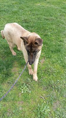 Margit sucht keinen Couchplatz sondern eine Aufgabe mit Herz und Verstand, Belgischer Schäferhund Mischling - Hündin